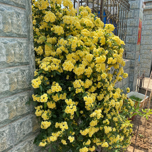 黄木香花苗浓香花卉七里香阳台庭院爬藤本蔷薇植物盆栽花卉