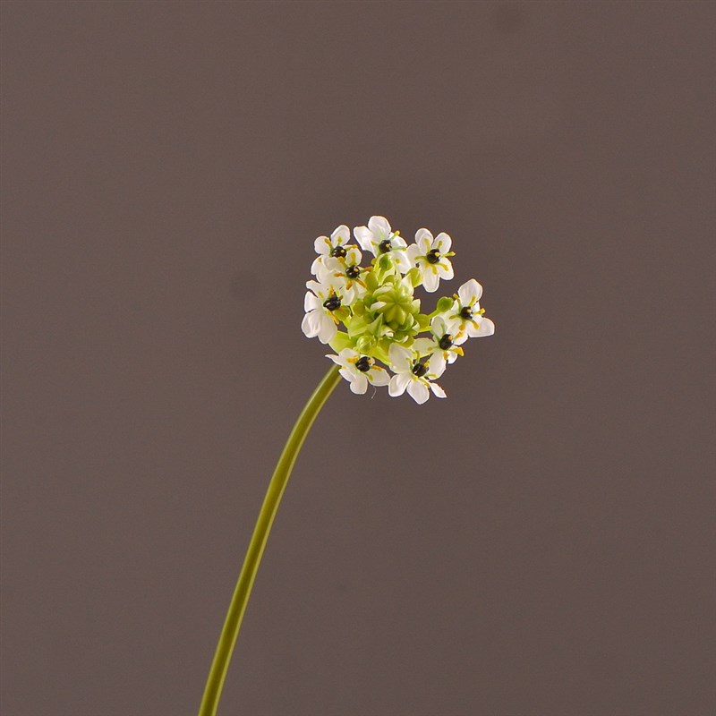 仿绒花利花伯假l恒之星天鹅真家居装饰样板间插花婚礼花艺