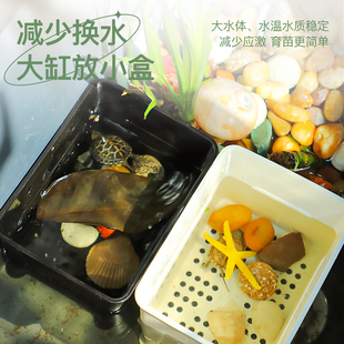 极速小乌龟苗隔离盒黑白乌龟发色盒鱼缸孔雀鱼孵化盒饲养盒乌龟缸