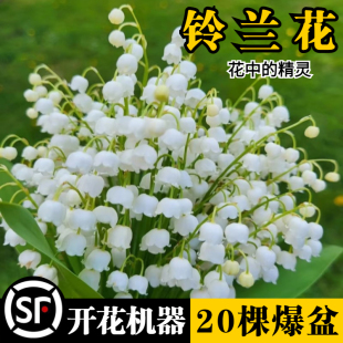 速发进口铃兰花苗盆栽耐寒绿植物带芽带根种球四季阳台室内好养花