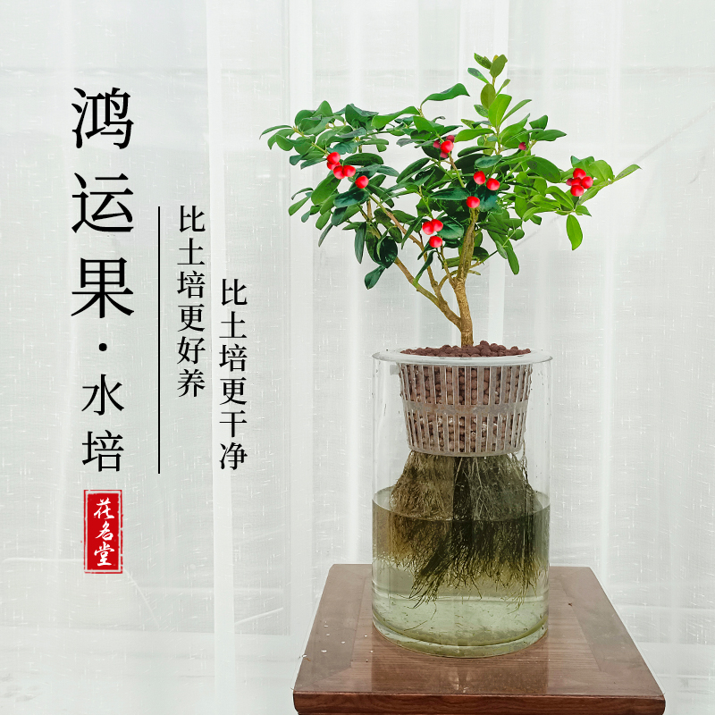 水培植物发财鸿运果红果无刺枸骨四季常青花卉绿植盆栽观果树苗