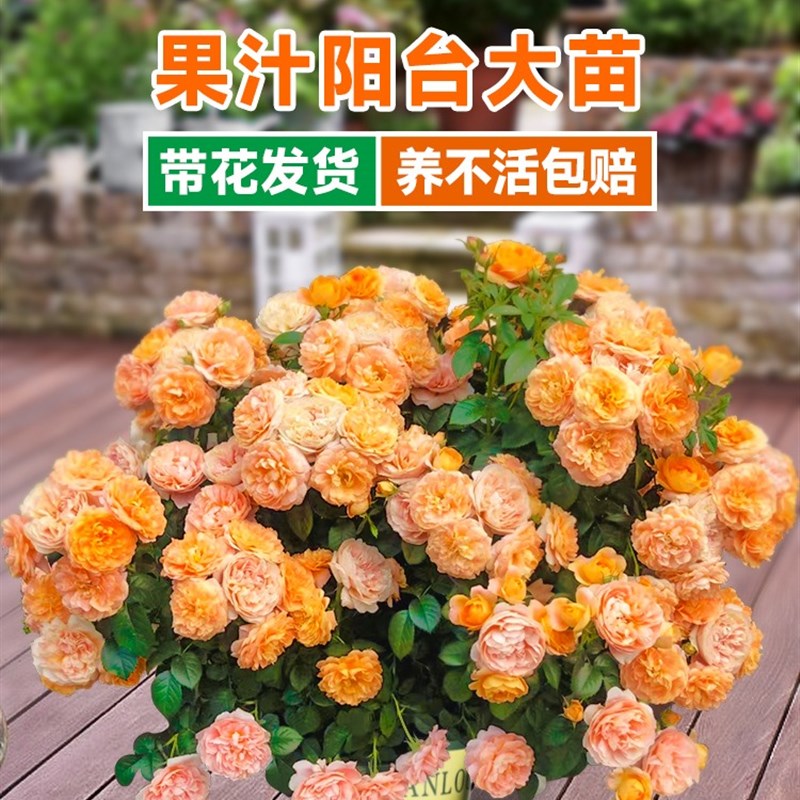 果汁阳台月季花苗盆栽带花苞大苗室内阳台植物花卉玫瑰好养红果汁