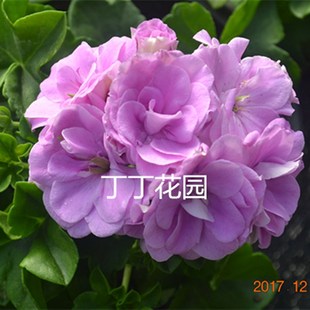 急速发货藤本垂吊天竺葵花苗粉女巫 捷克霓虹灯重瓣玫瑰花型大苗