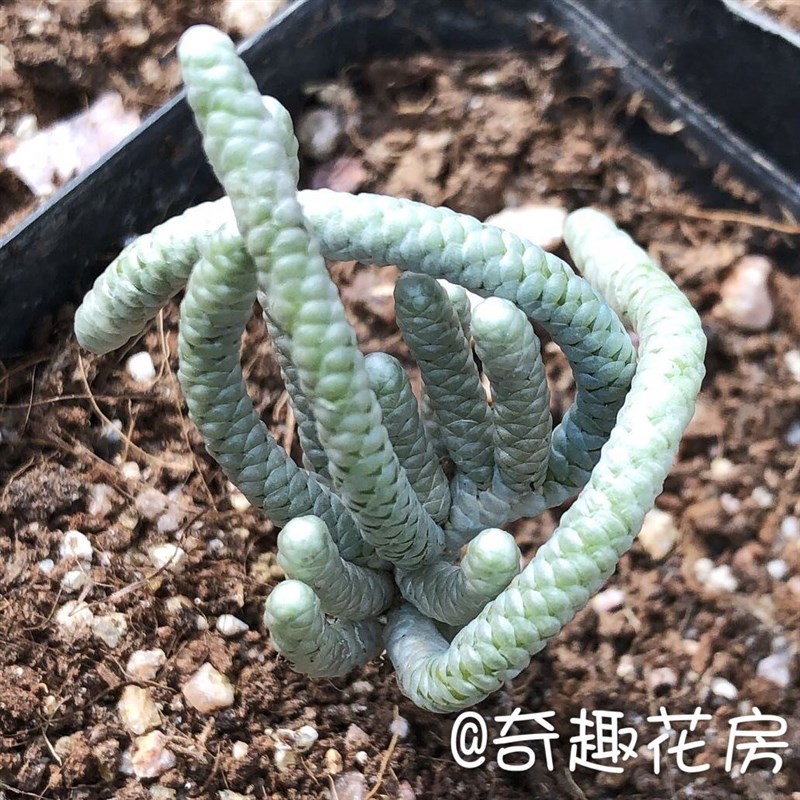 速发多肉植物银蚕i雪蚕办公室迷你盆栽绿植花卉多肉摆件【银蚕3-4