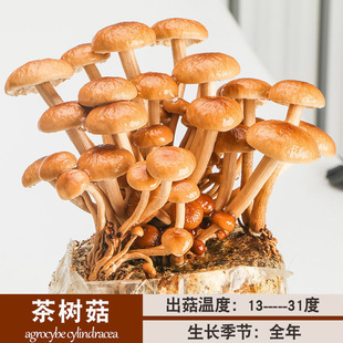 急速发货蘑菇菌包黑平菇菌种菌菇种植包香菇家种家庭食用盒子盆栽