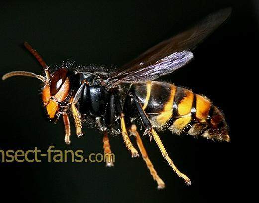 胡蜂马蜂黄脚胡蜂100斤起