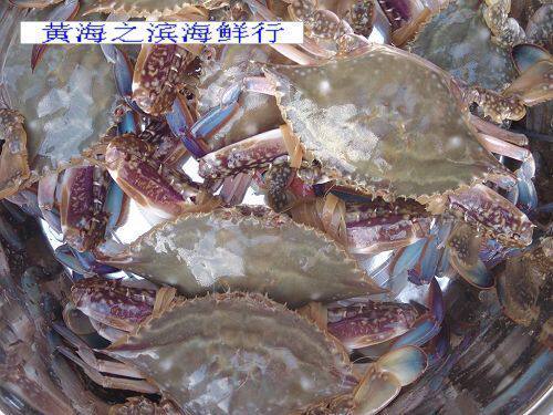 连云港海蟹梭子鲜活飞蟹全母带黄1斤220元单只蟹类制品