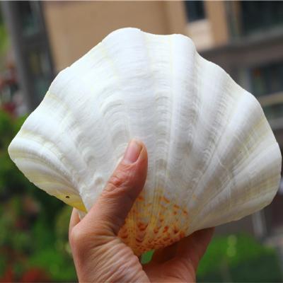 大海螺壳超大图片