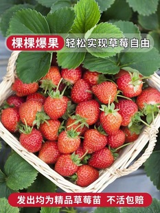 推荐奶油草莓阳台带盆带土红颜结果四季淡可食用苗盆栽种植秧苗