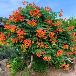 极速凌霄花大苗盆栽爬藤夏天耐热植物开花卉室外庭院阳台北方耐寒