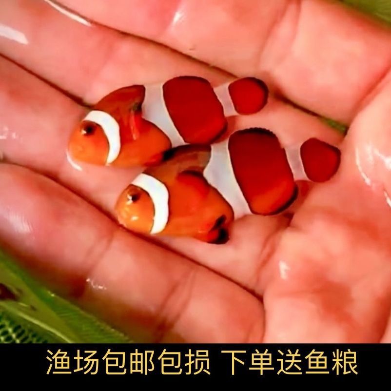 好货人工公子小丑鱼尼莫人工海水鱼公子观赏小丑鱼一毛元海洋生物