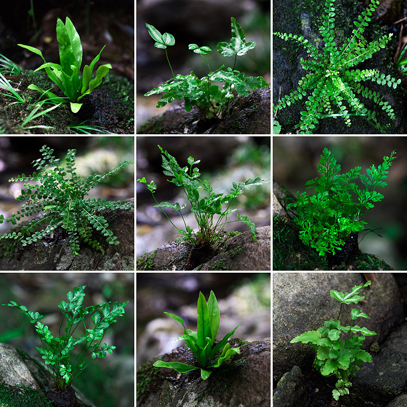 蕨类植物微小景观水陆雨林缸假山造景