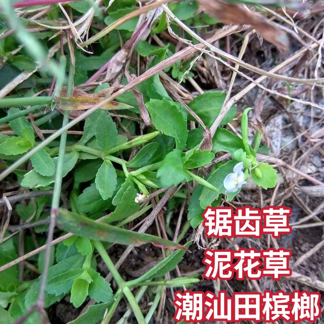 泥花草新鲜锯齿草定经草水虾子草野生田素馨五月莲潮汕田槟榔包邮