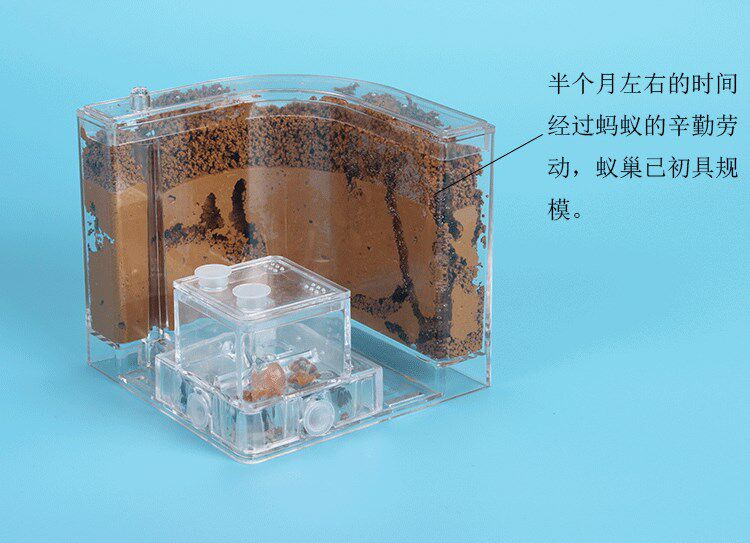 蚂蚁部落款沙堡宠物蚂蚁沙巢生态蚂蚁工坊配产卵蚁后群沙堡815