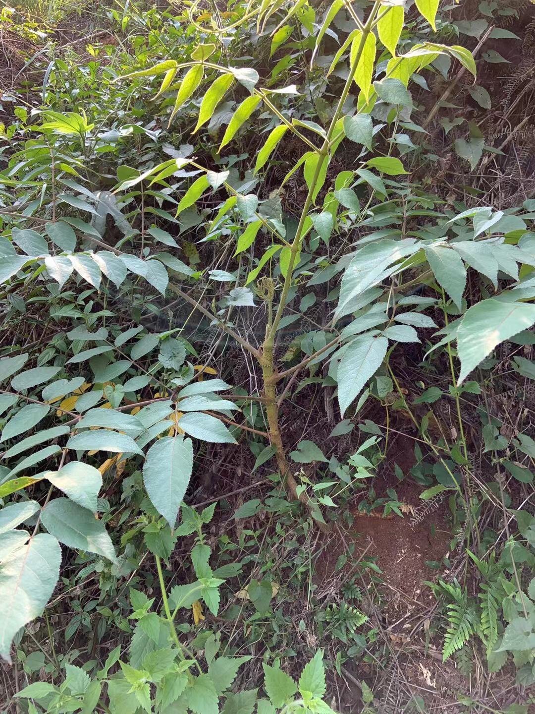 野生老虎千枚不落楤木百鸟不扑选鹰一棵树苗其它