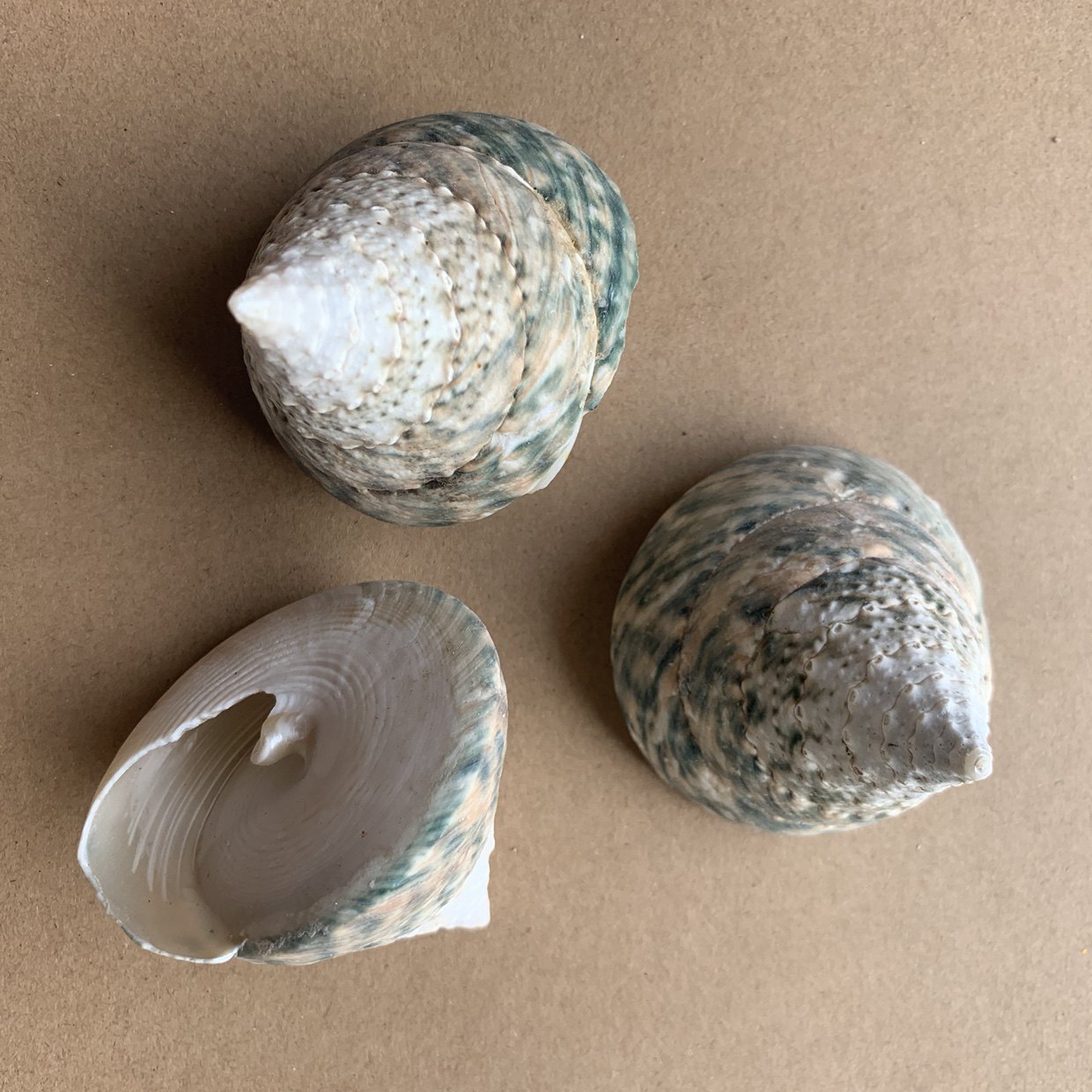 绿塔宝塔螺绿嵘螺贝壳海螺鱼缸造景水族装饰海螺