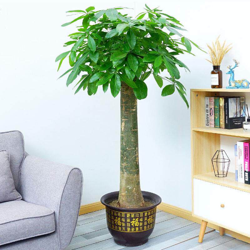 新居摇钱树单杆大头发财树盆栽大好客厅摆设防辐射大型绿植