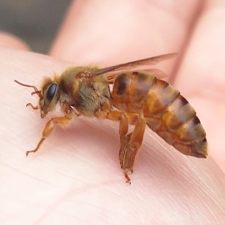 中蜂蜂王阿坝双色金色处女王包邮活到手出台发货新品促销热卖中