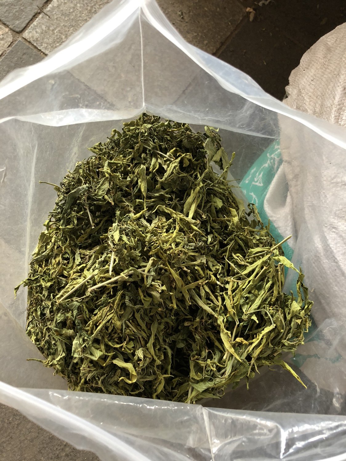 忧遁草叶中药材优盾草优遁草黎王草鳄嘴优顿草茶养生茶