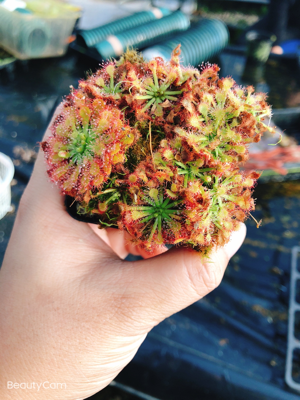 实物白化绒毛茅膏菜多棵爆盆都是粘虫虫草食虫绿植