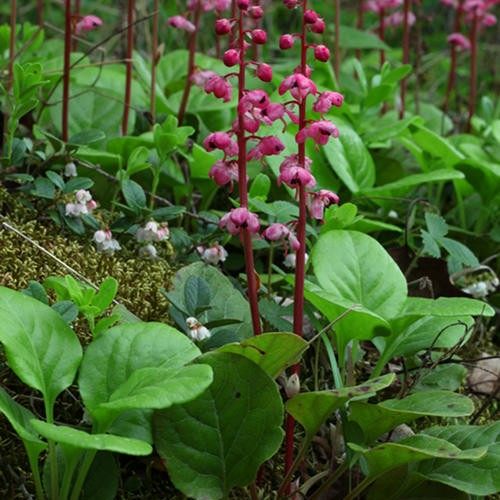 秦岭鹿蹄草种种苗新鲜野生生紫背鹿含草中药材时令草本花卉