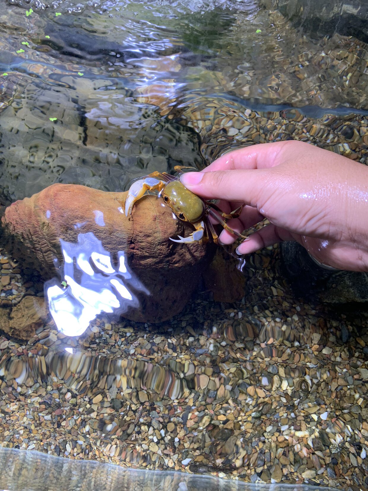 原生态小型相守蟹溪淡水河蟹溪蟹迷你观赏蟹好蟹