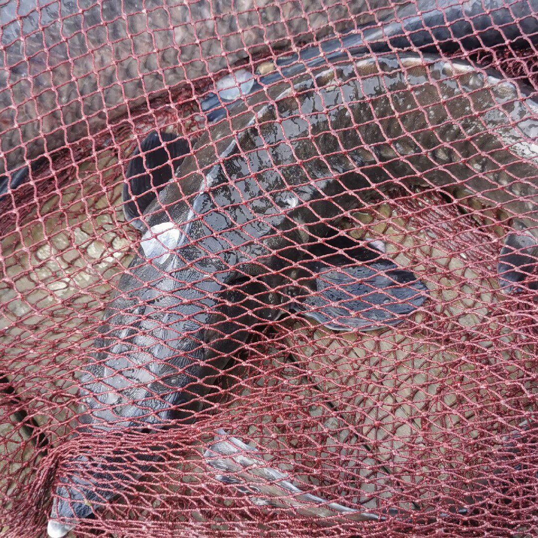 青鱼大物鱼护草鱼大鱼网袋加长长草钓鱼水库鱼网