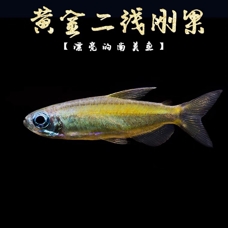 灯鱼稀有黄金二线刚果非洲野生鱼草缸群游鱼鱼
