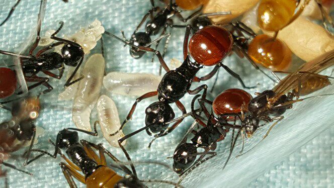 红黑多刺蚁宠物蚂蚁国产精品蚂蚁多刺蚁sp包风险另类宠物爬宠