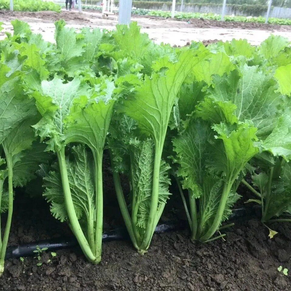 种子清香碧玉大叶芥菜耐热青菜种籽盆栽四季家庭园艺种子