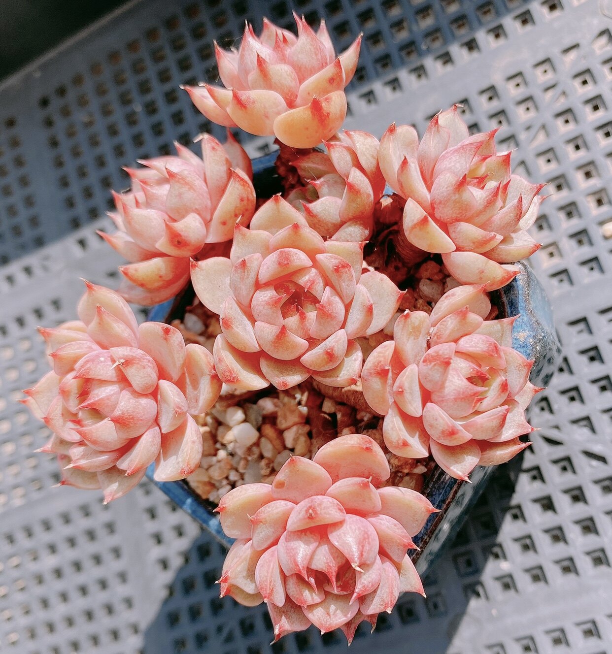 roye多肉植物馆苯巴蒂蒂斯小老桩群生四年控型多肉植物