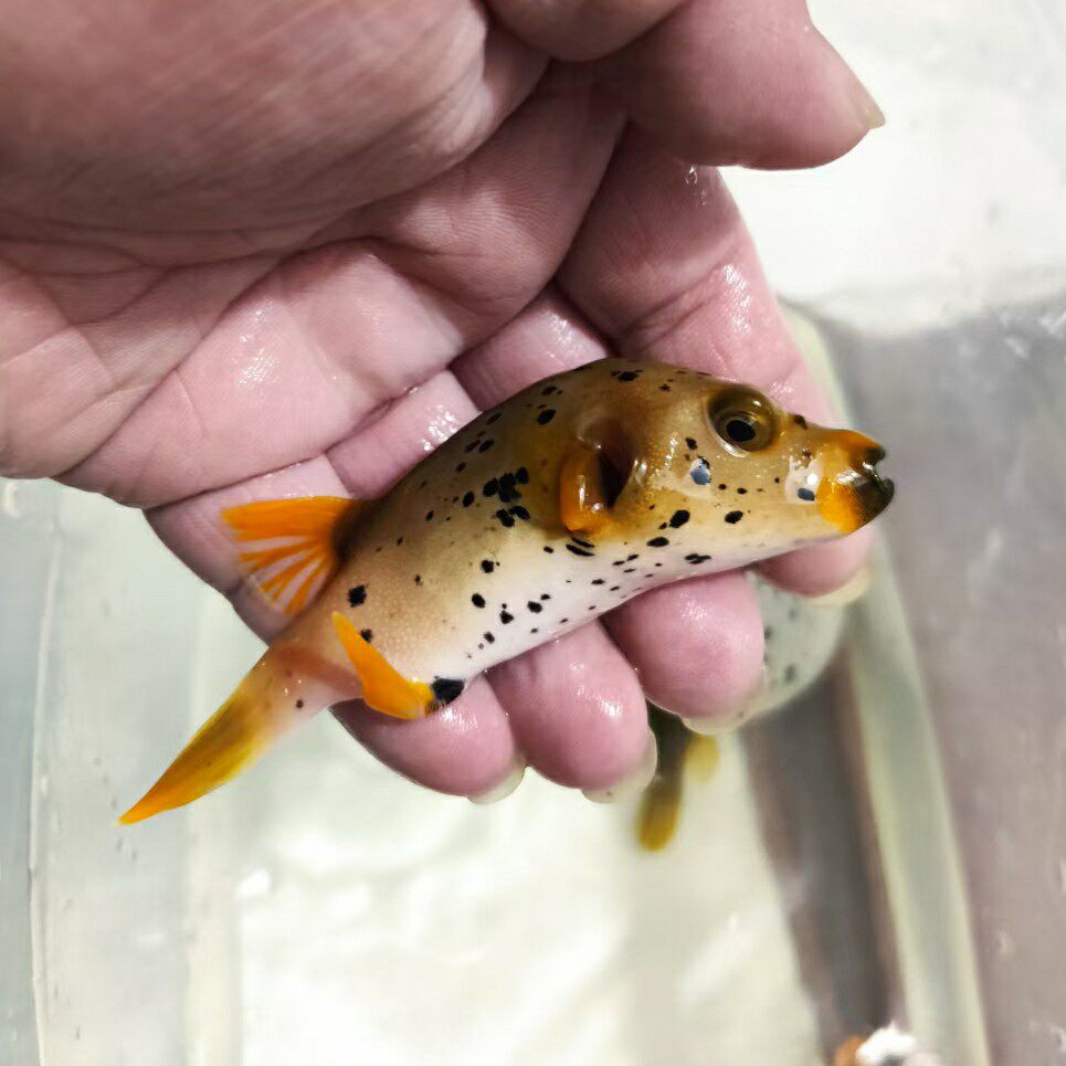 一川水族海水观赏宠物活体黄金狗头鱼