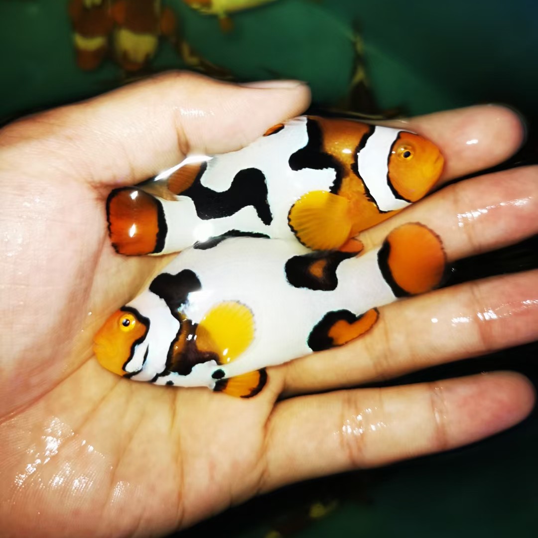 尺寸毕加索小丑鱼p1海水观赏鱼海洋生物海水族箱人工鱼