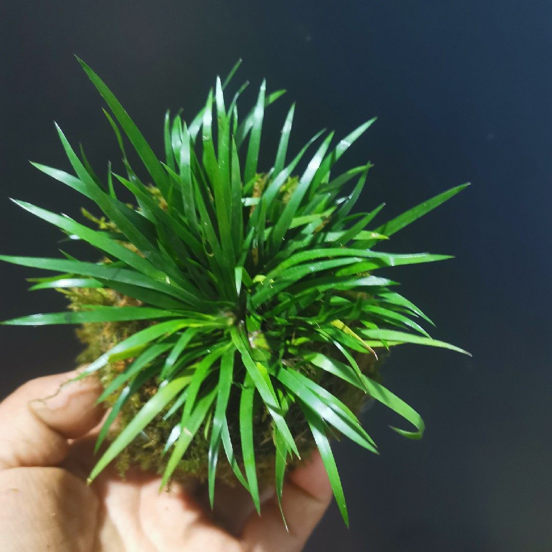 菖蒲容易非常其他春季植物新款叶植物庭院观客厅绿植