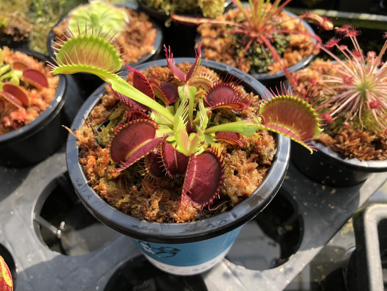 驱蚊草捕蚊草捕蝇草食虫草食虫食人植物办公室家驱蚊草