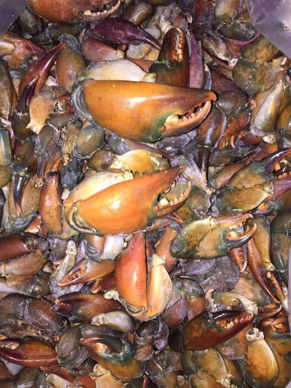 蟹钳冷冻鲜活缅甸野生新鲜螃蟹超大钳子海鲜青蟹