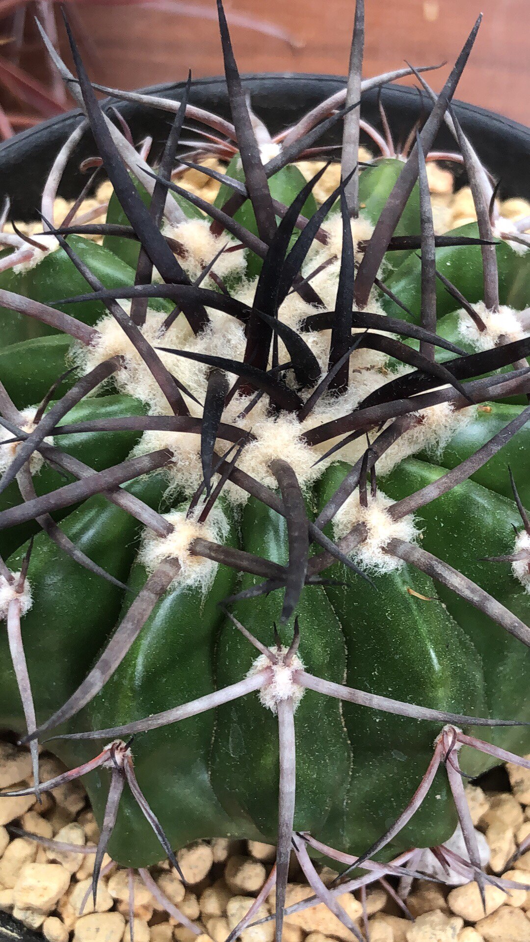 妍远仙园王丸龙爪球属实生进口稀有品种精品多肉植物