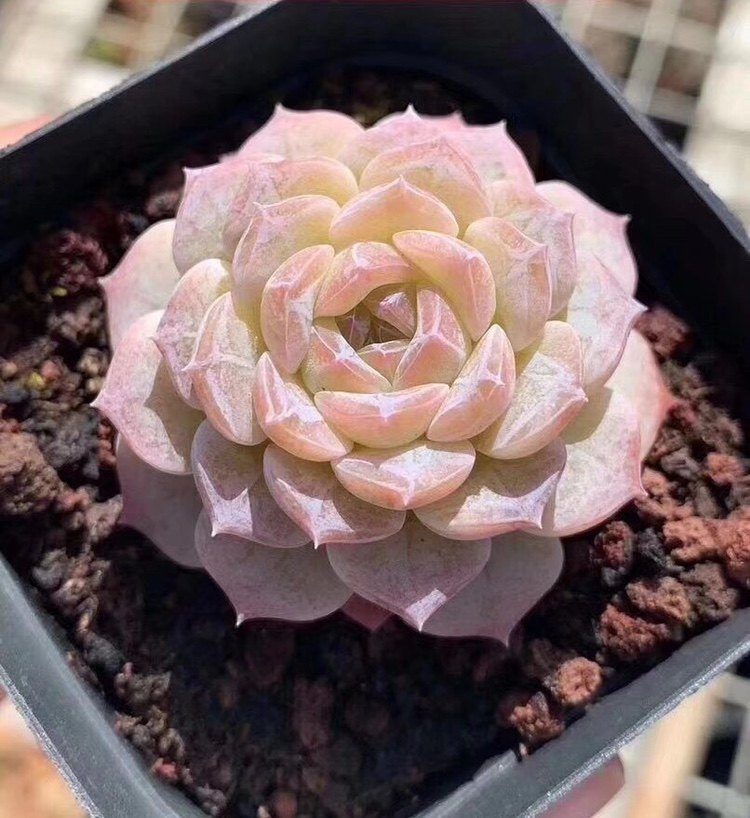 精品杂交丝绒玫瑰冰心雪颜景观包邮米菲多肉多肉植物