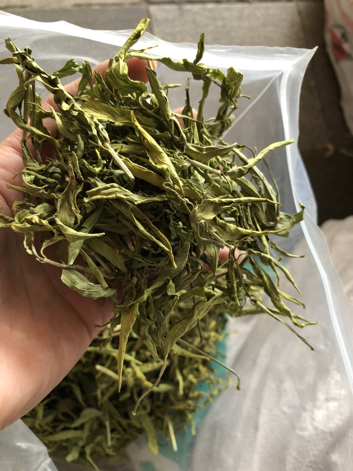 忧遁草叶中药材优盾草优遁草黎王草鳄嘴优顿草茶养生茶
