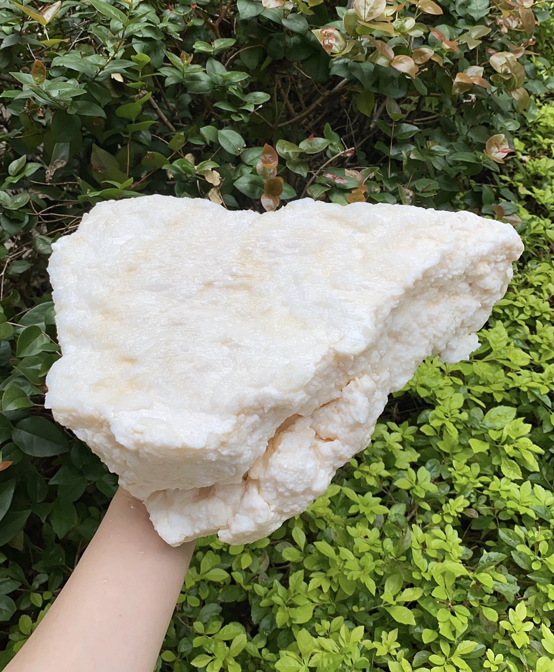 高品质长白山地下溶洞精品石太岁太岁灵芝白肉6斤灵芝制品