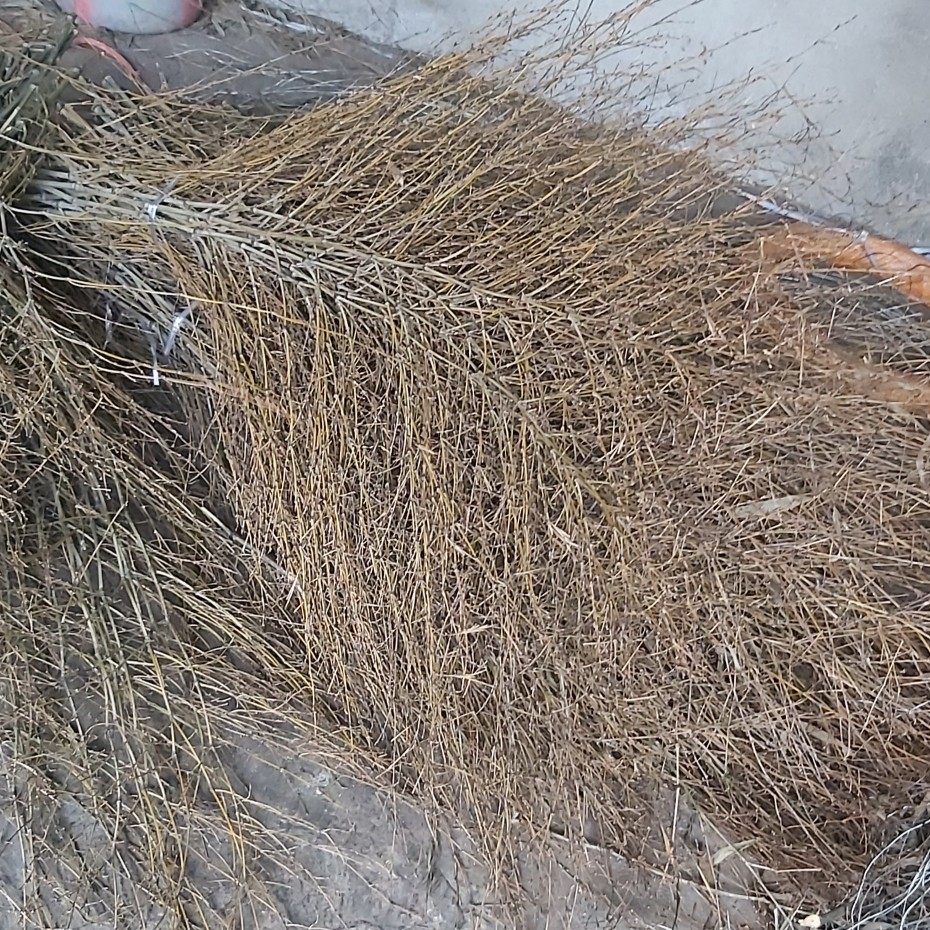 扫把苗竹苗大笤帚毛子苗子环卫清洁院子竹枝扫把