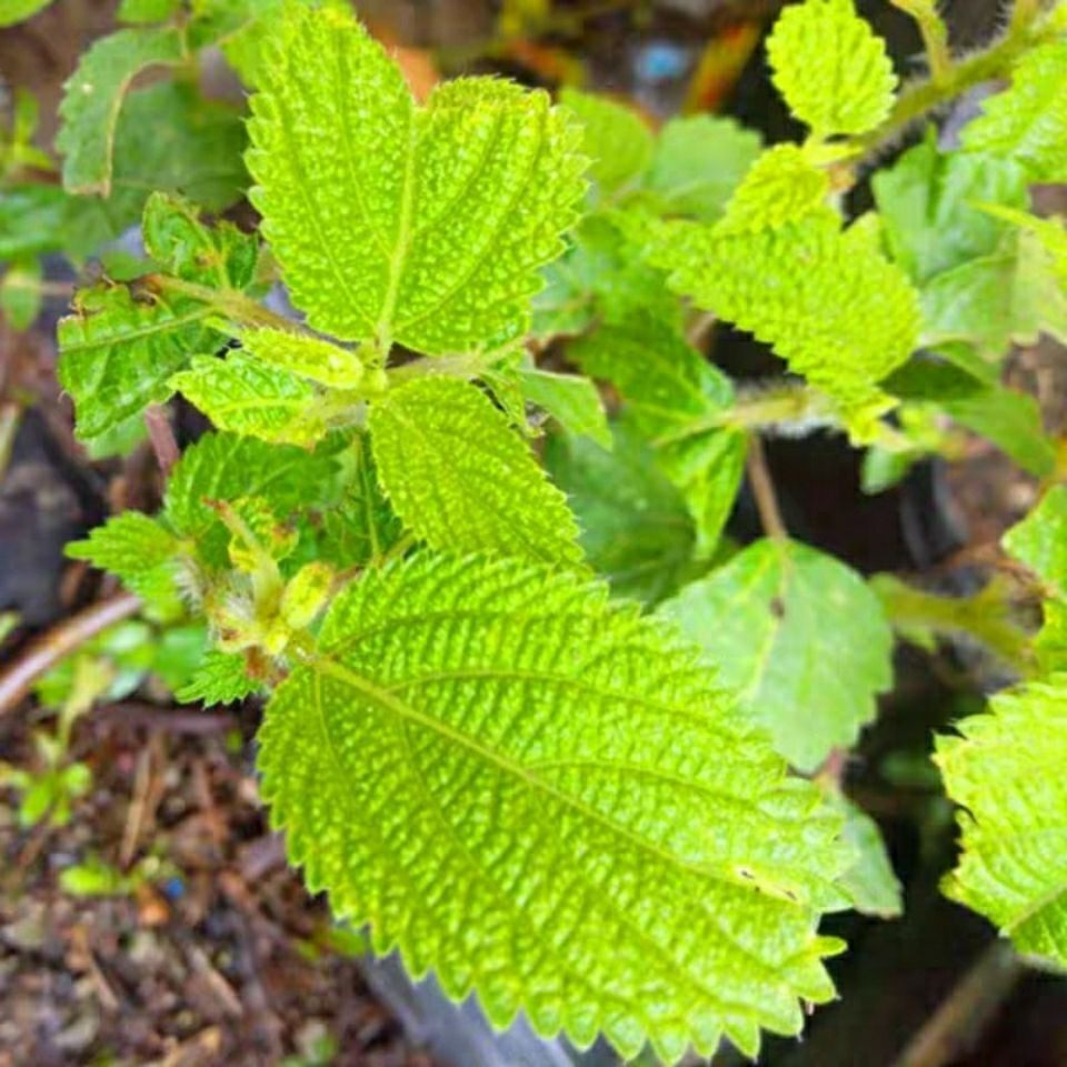 野生红活麻根中国贵州省草药小红红麻红禾红火其他药食同源食品