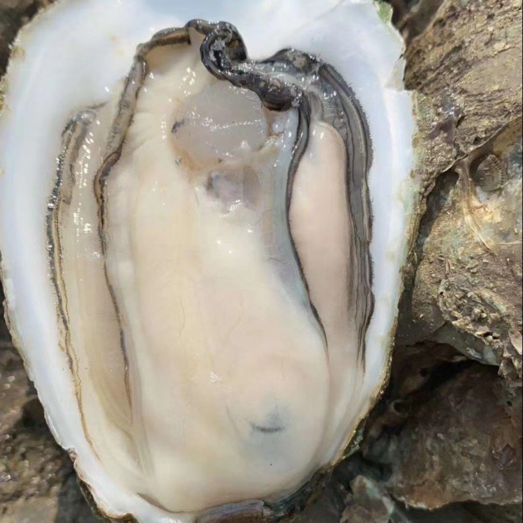 涠洲5斤牡蛎乳山包活新鲜25只蚝王10斤鲜活生蚝