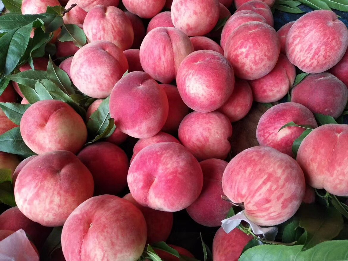 成都龙泉正宗水蜜桃果园直销现摘现发爆汁香甜桃