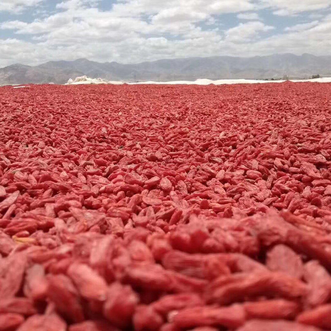 枸杞青海省都兰县都兰水果诺木洪红500克枸杞