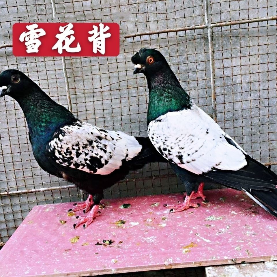 成年活好邮包鸽包年幼青年种鸽一对麻背公母鸟