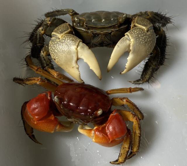 泰国相手蟹淡水蟹观赏蟹活体宠物蟹红螃蟹发财蟹红螯相手蟹寝室养