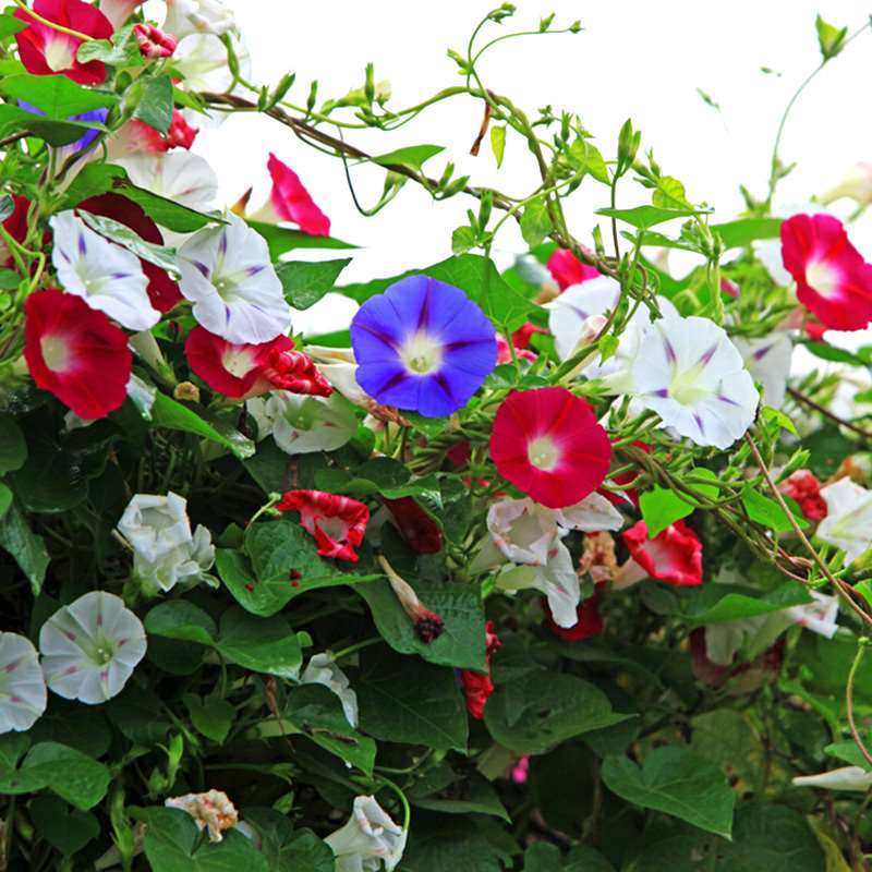 四季爬滕花类盆栽带花阳台庭院花卉牵牛花爬藤花卉