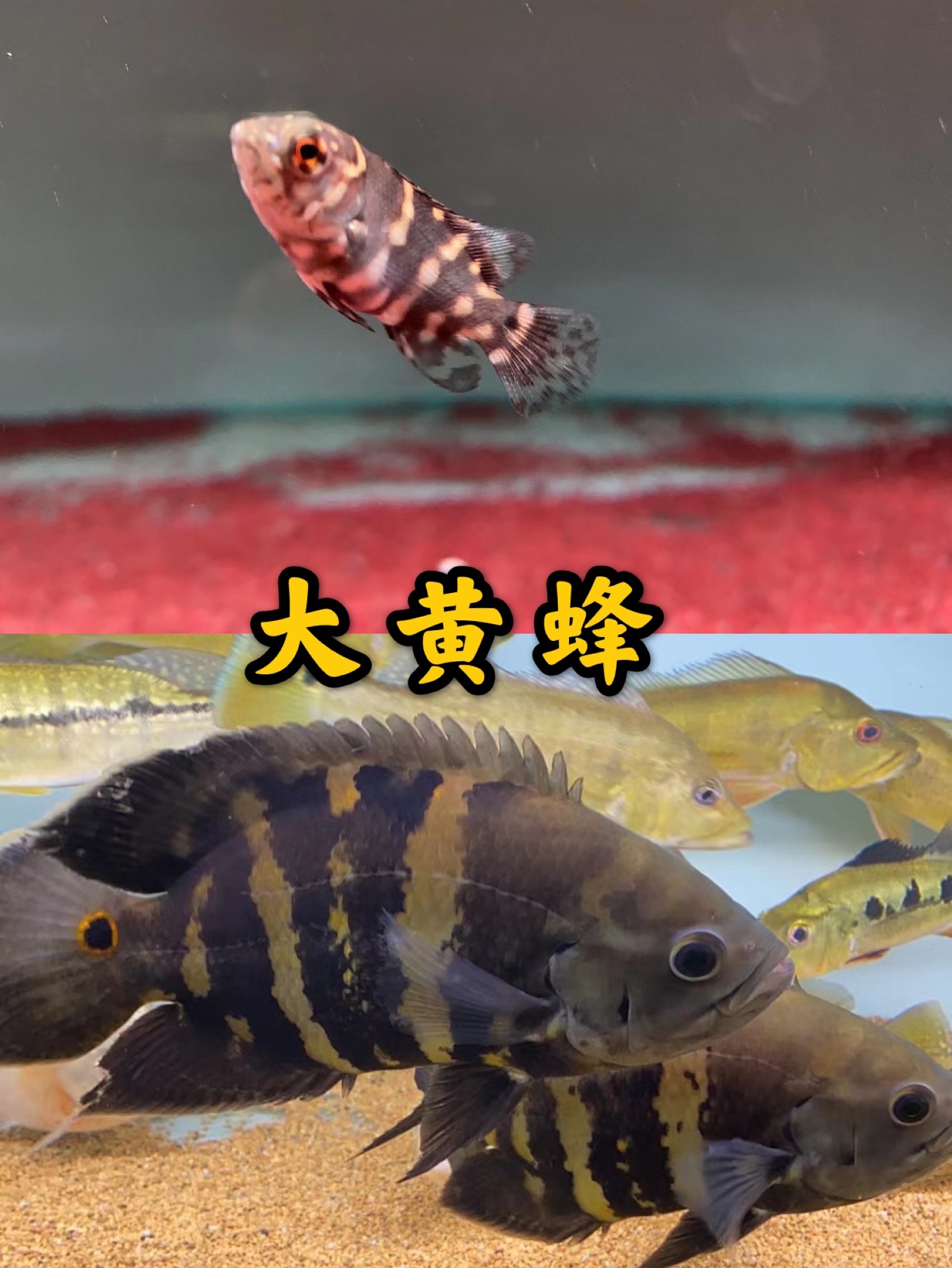 图鱼野生生地七星奥图活体观赏热带凶猛猛鱼鱼