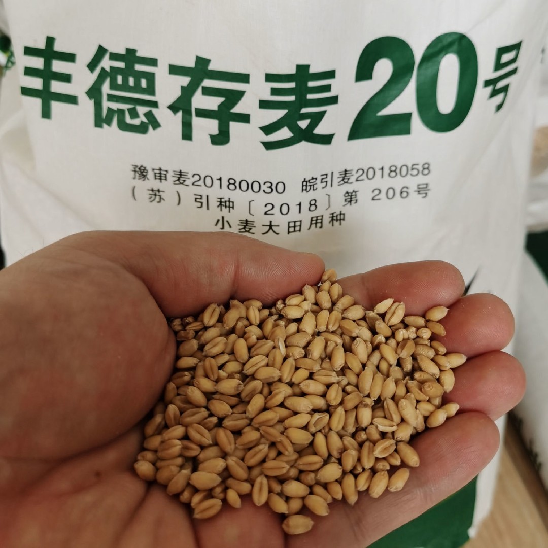 泰麦733小麦品种简介图片